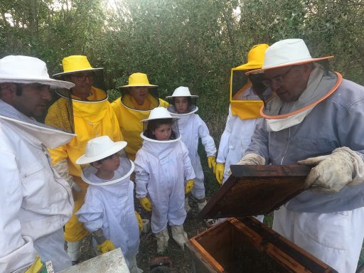 experiencia apicultura