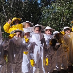 apicultura para escolares