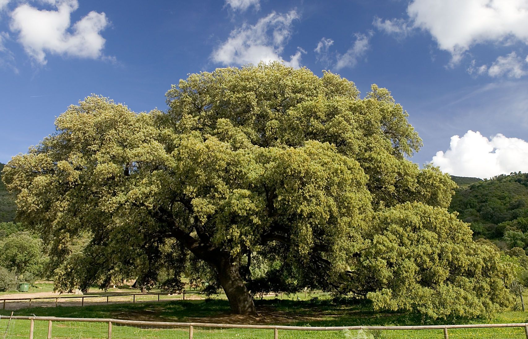 Magnífica encina centenaria conocida como el “Chaparro de la Vega”, monumento natural protegido de la provincia de Sevilla, cuya inmensa copa densa se extiende sobre toda la pradera verde bajo un cielo estival azul y nublado.