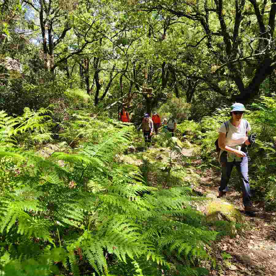 Senderismo en uno de los bosques de laurisilva mejor conservados de España con helechos y alcornoques. Bosque de la Sauceda, P. Natural de los Alcornales en Provincia de Cádiz 