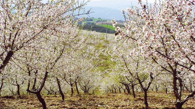 Almendros en flor cubriendo el paisaje en primavera con flores blancas y rosadas en Portugal