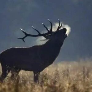 Ciervo en la berrea de Doñana en Huelva