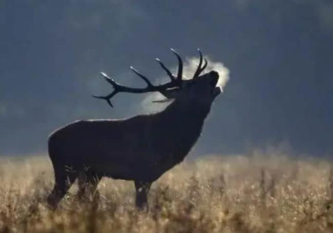 Ciervo en la berrea de Doñana en Huelva