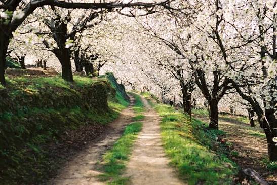 Panorámica del Valle del Jerte cubierto de cerezos en flor durante la primavera en Extremadura.